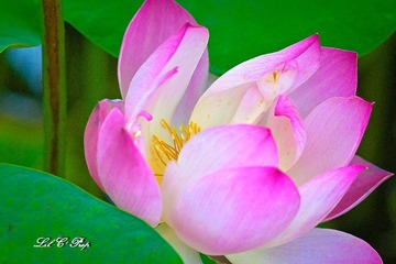 荷花_20100708_087.jpg