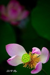 荷花_20100708_088.jpg