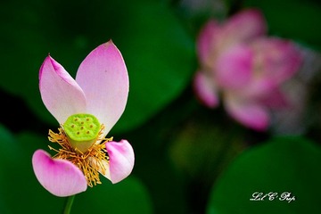 荷花_20100708_092.jpg