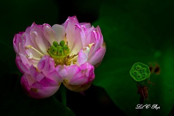 荷花_20100708_095.jpg