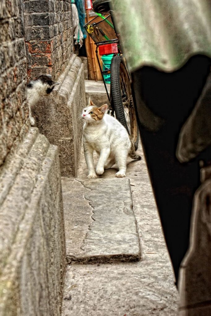 静静地看着两只玩耍的猫咪，或许它们太入神了，完全注意不到我已经蹲了很久