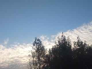 3036273