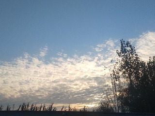 3036274