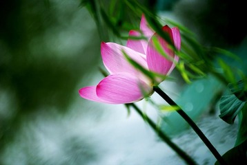 醉荷