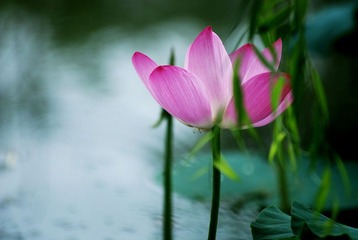 荷