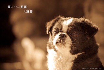 守望寂寞的哥