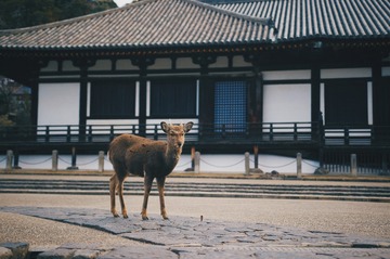 奈良の鹿