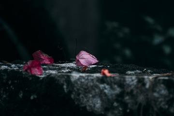 102061