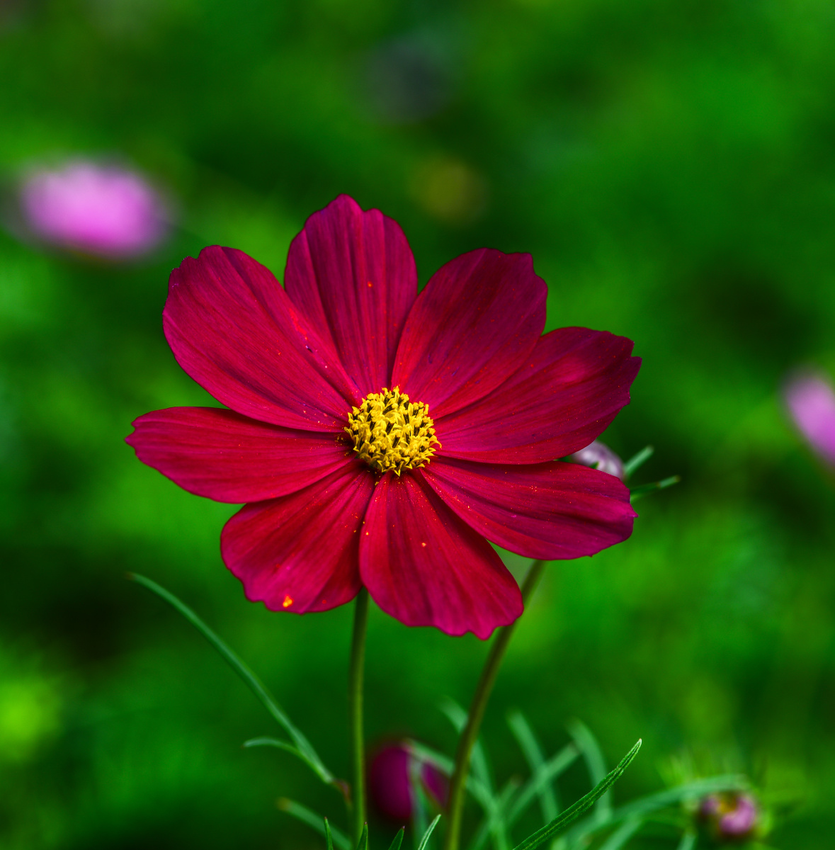 红色的波斯菊.广州云台花园 - 一笔秋毫 - 图虫
