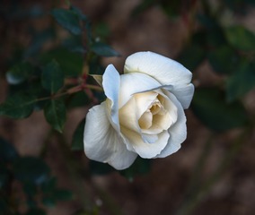 105006