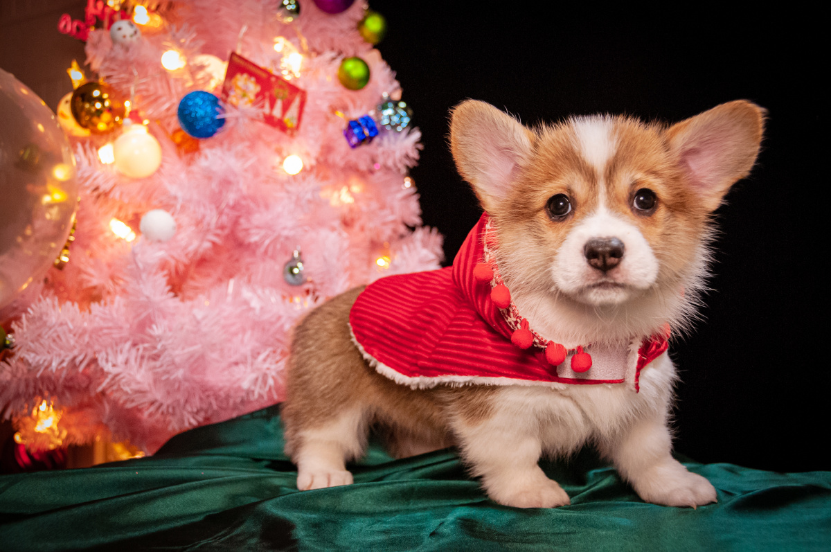 小柯基 圣诞限定