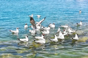 990