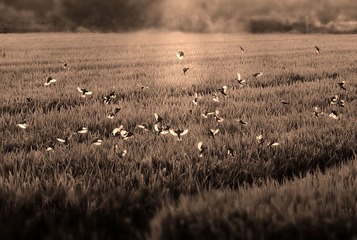 _DSC0832.jpg