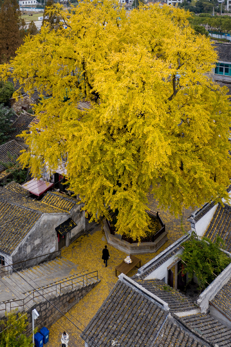 2分钟前 ·阅读4 呆呆龙 关注 苏州太平老街的银杏快有1000年的历史