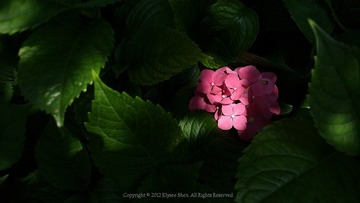 20120614-DSC_2122.jpg