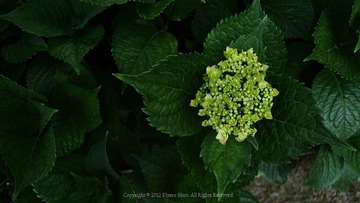 20120614-DSC_2129.jpg
