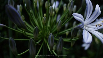 20120614-DSC_2158.jpg