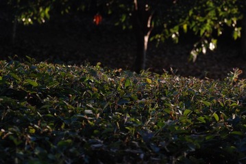 473B91A6-9219-4E04-9072-F3B0DE2C1BCE/L0/001