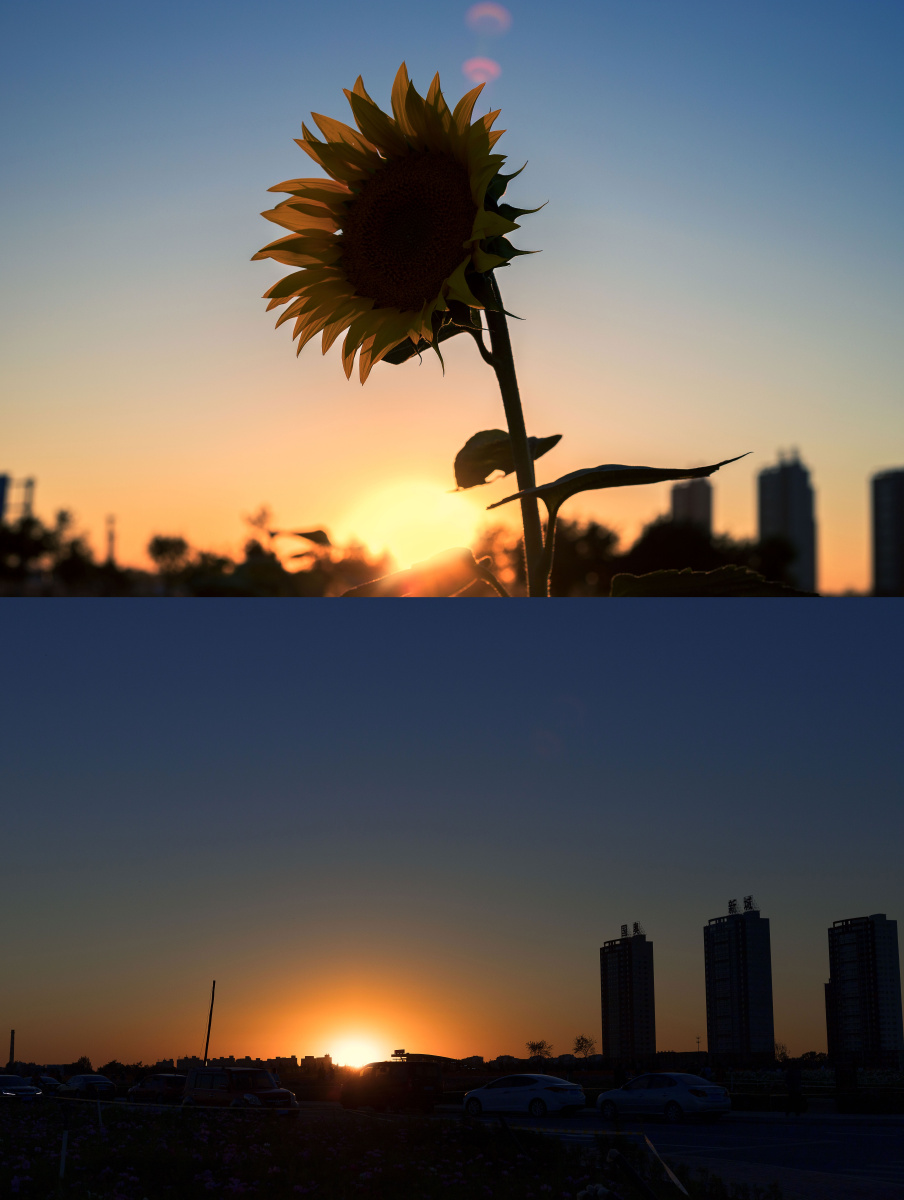 黄昏下的向日葵不一般的色彩和姿态