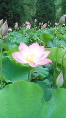 IMG_20150701_121605