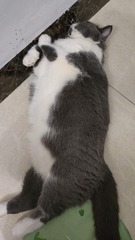 1000008028