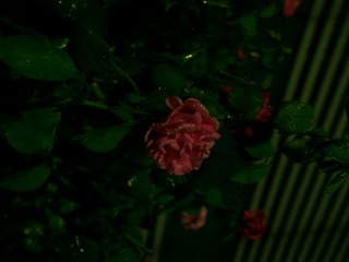 1AC17995-B336-48B4-90FC-0891AA7D35E4/L0/001