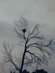 29015