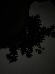 03B7E5C7-CA2C-41A9-A988-7060ECD1B8AB/L0/001