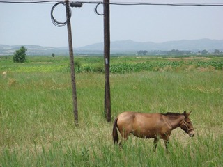 DSC04111.JPG