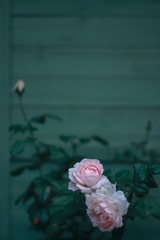 39A34EC1-7176-45B3-9F91-2F336C6AA8AF/L0/001