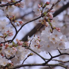 499D3930-A73E-45E1-83F5-C9CAC5D72793/L0/001