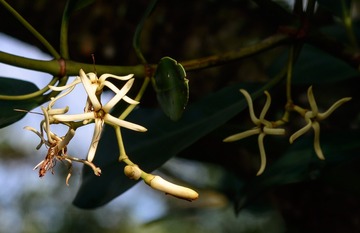 DSC_9027红树林_1