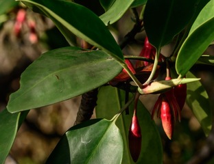 DSC_9034红树林