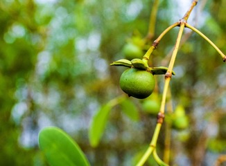 演丰红树林2