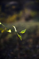 72F42851-32A7-477C-A3D4-6F0E92AD4594/L0/001