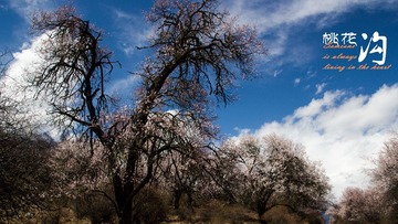 IMG_4615-1_conew1