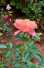 B51BF135-1E7C-4BBF-92AD-515B50485EE3/L0/001