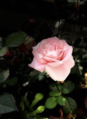 A6C14D46-5B0C-4669-BEE9-185D9274A242/L0/001