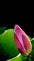 DSC05479 - 副本.JPG