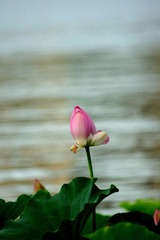 DSC05456 - 副本.JPG