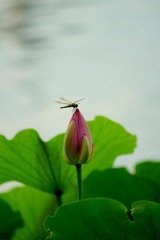 DSC05455 - 副本.JPG