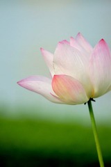 DSC05452 - 副本.JPG