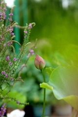 DSC05450 - 副本.JPG