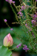 DSC05448.JPG