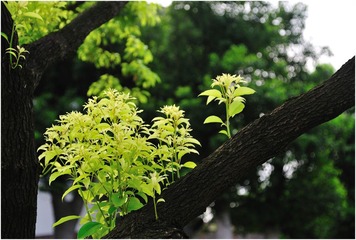 嫩芽