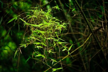 DSC04307-11