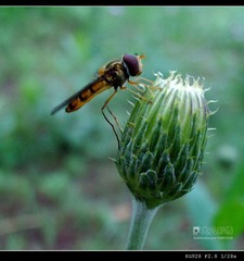 160509_41c.jpg