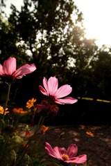 IMG_7917.jpg