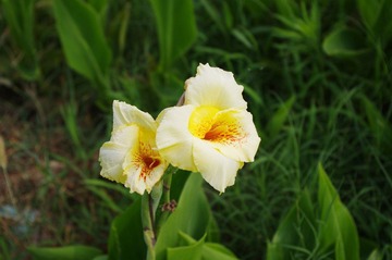 IMGP4415.JPG
