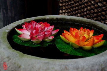 DSC_0789.jpg